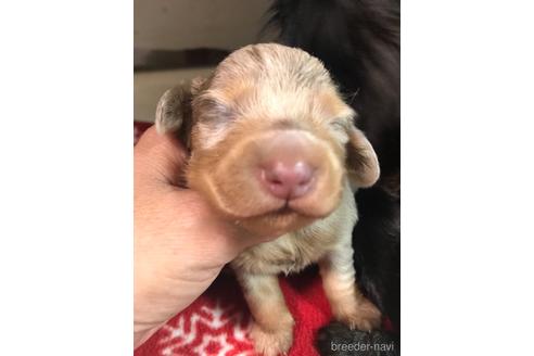 成約済の福岡県のカニンヘンダックスフンド(ロングヘアード)-175356の14枚目