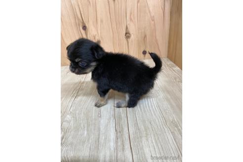 成約済の愛知県のチワワ(ロングコート)-175361の4枚目