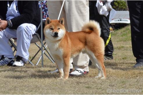 陣風錦くん1枚目