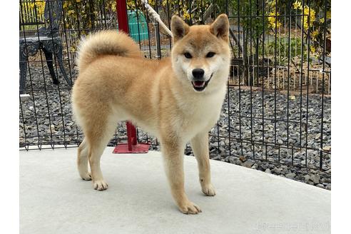 岡山県の柴犬 男の子 21 05 29生まれ 赤色 子犬id ブリーダーナビ