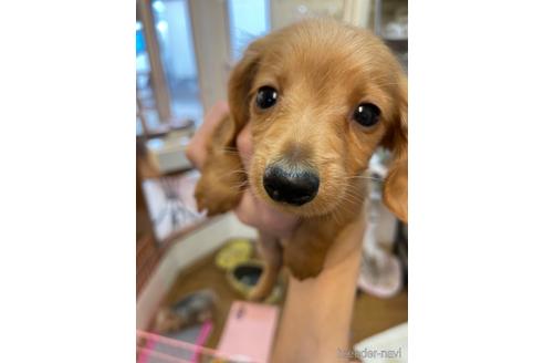 成約済の愛知県のカニンヘンダックスフンド(ロングヘアード)-172829