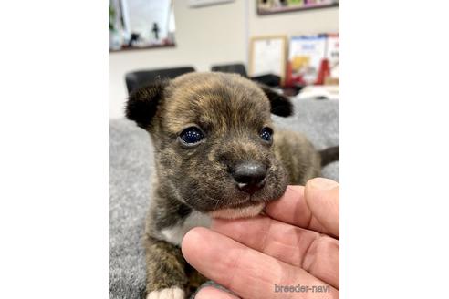 成約済の茨城県のミックス犬-175396の1枚目