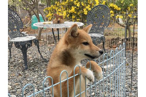 成約済の岡山県の柴犬-163519の5枚目