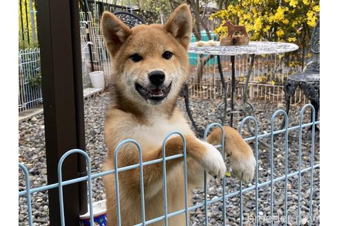 成約済の岡山県の柴犬-163519の1枚目