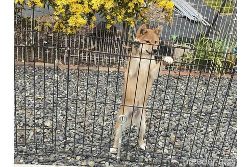 成約済の岡山県の柴犬-163519の4枚目