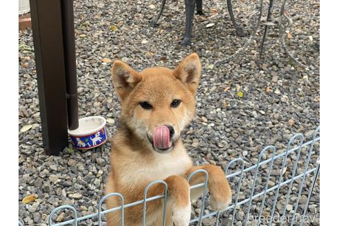成約済の岡山県の柴犬-163519の3枚目
