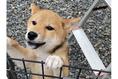 成約済の岡山県の柴犬-163519の2枚目