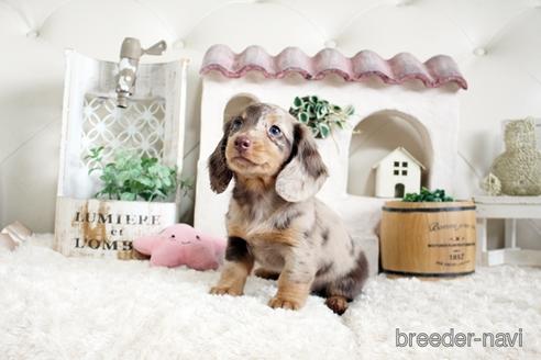 成約済の佐賀県のミニチュアダックスフンド(ロングヘアード)-172951の1枚目