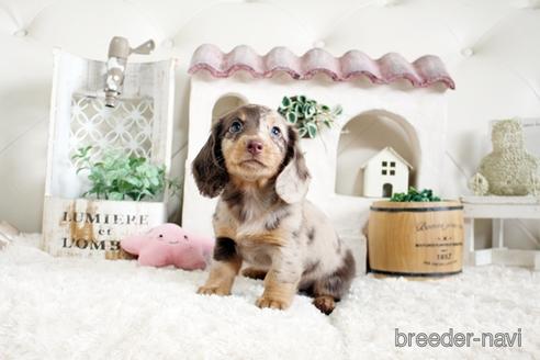 成約済の佐賀県のミニチュアダックスフンド(ロングヘアード)-172951の5枚目