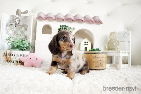 成約済の佐賀県のミニチュアダックスフンド(ロングヘアード)-172951の4枚目