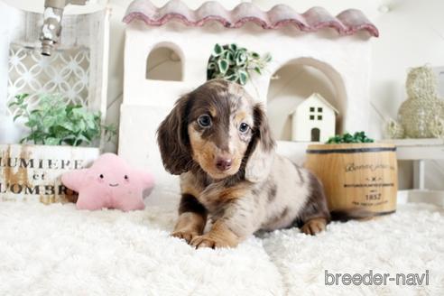 成約済の佐賀県のミニチュアダックスフンド(ロングヘアード)-172951の3枚目