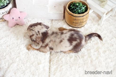 成約済の佐賀県のミニチュアダックスフンド(ロングヘアード)-172951の2枚目