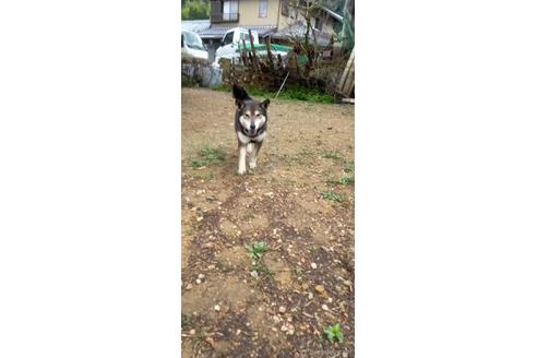 成約済の岐阜県の柴犬-175429の3枚目