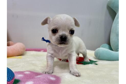 子犬