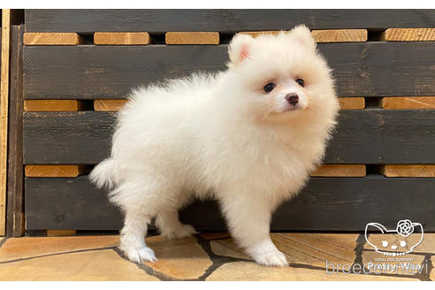 成約済の愛知県のポメラニアン-175476の4枚目