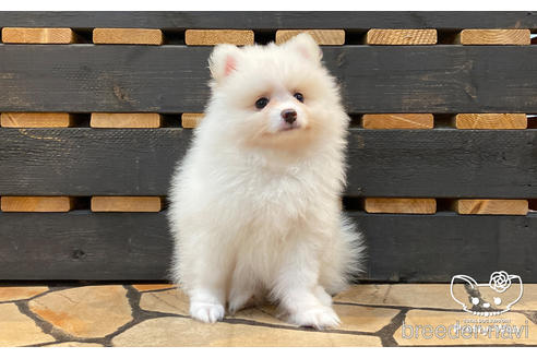 成約済の愛知県のポメラニアン-175476の5枚目