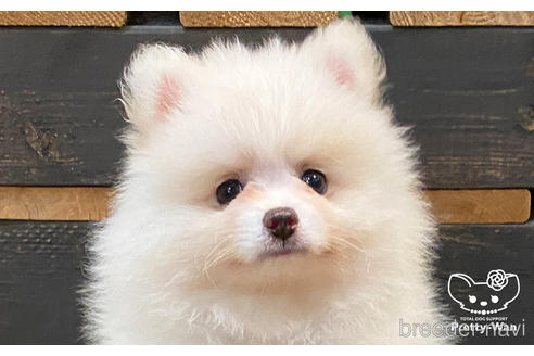 成約済の愛知県のポメラニアン-175476の1枚目