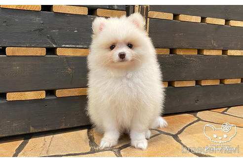 成約済の愛知県のポメラニアン-175476の3枚目