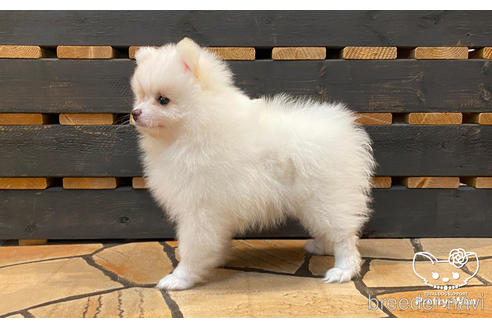 成約済の愛知県のポメラニアン-175476の2枚目