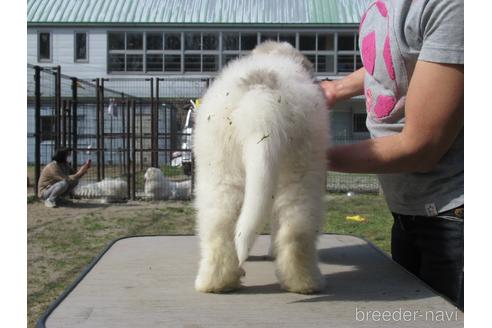 成約済の新潟県のグレートピレニーズ-173214の4枚目