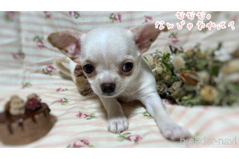 成約済の千葉県のチワワ(スムースコート)-174569の20枚目