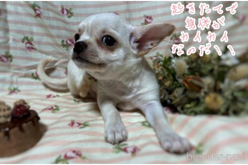 成約済の千葉県のチワワ(スムースコート)-174569の18枚目