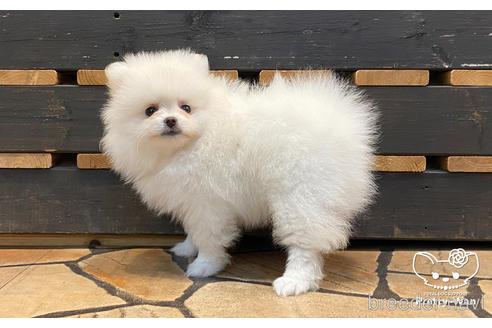 成約済の愛知県のポメラニアン-175485の2枚目