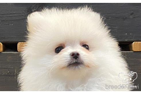 成約済の愛知県のポメラニアン-175485の1枚目