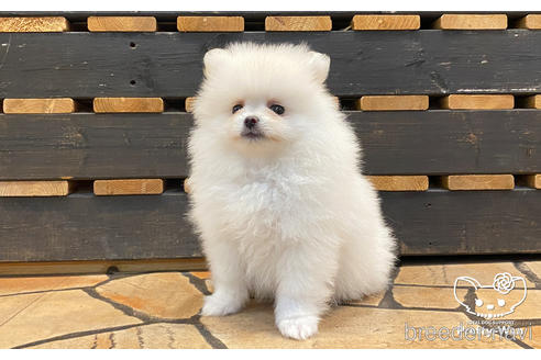 成約済の愛知県のポメラニアン-175485の3枚目