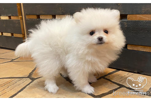 成約済の愛知県のポメラニアン-175485の4枚目