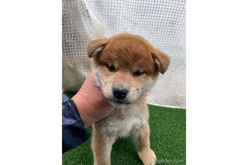 成約済の広島県の柴犬-174298の1枚目