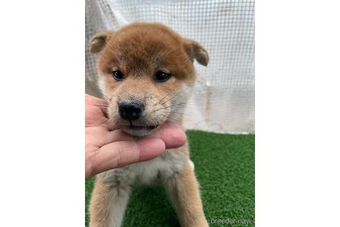 成約済の広島県の柴犬-174298の3枚目