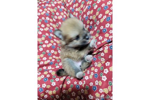 成約済の千葉県のポメラニアン-175496の3枚目