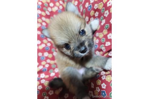 成約済の千葉県のポメラニアン-175496の4枚目