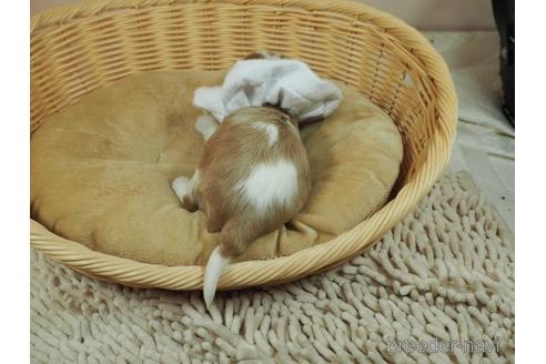成約済の埼玉県のキャバリアキングチャールズスパニエル-175529の5枚目