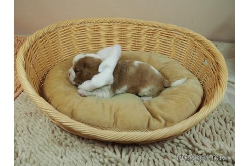 成約済の埼玉県のキャバリアキングチャールズスパニエル-175529の2枚目