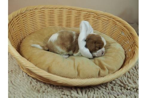 成約済の埼玉県のキャバリアキングチャールズスパニエル-175529の3枚目