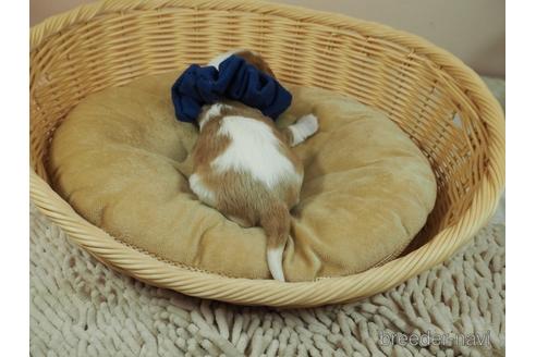 成約済の埼玉県のキャバリアキングチャールズスパニエル-175530の3枚目