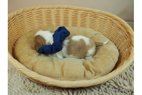 成約済の埼玉県のキャバリアキングチャールズスパニエル-175530の4枚目