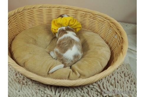 成約済の埼玉県のキャバリアキングチャールズスパニエル-175531の4枚目