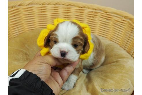 成約済の埼玉県のキャバリアキングチャールズスパニエル-175531の5枚目