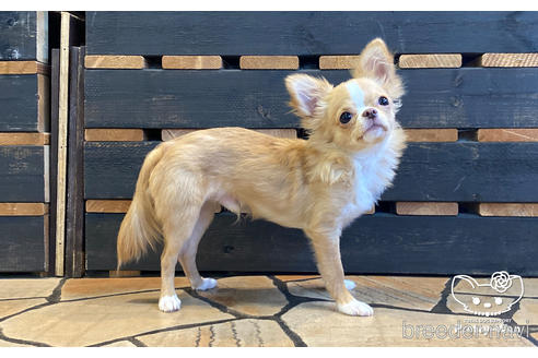 成約済の愛知県のチワワ(ロングコート)-157133の2枚目