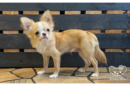 成約済の愛知県のチワワ(ロングコート)-157133の3枚目