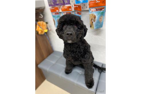 成約済の東京都のその他の犬種-164690の3枚目