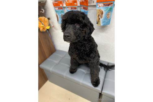 成約済の東京都のその他の犬種-164690の2枚目