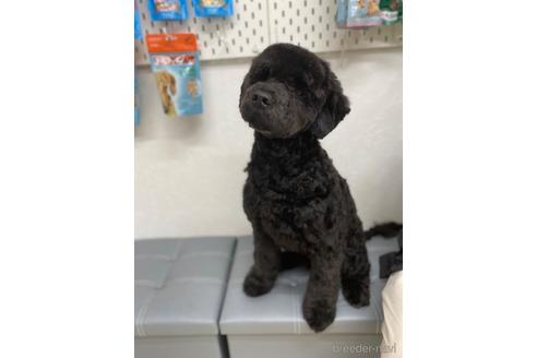 成約済の東京都のその他の犬種-160719の3枚目