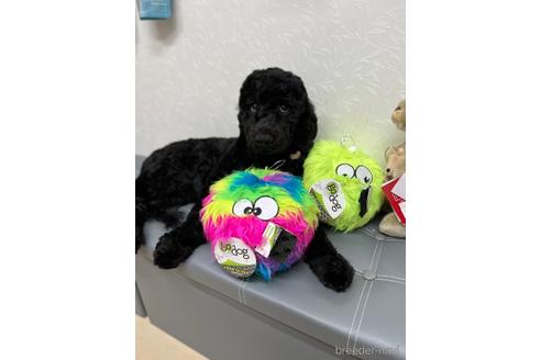 成約済の東京都のミックス犬-175543の19枚目