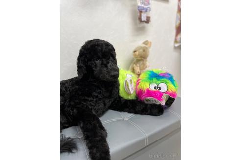 成約済の東京都のミックス犬-175543の17枚目