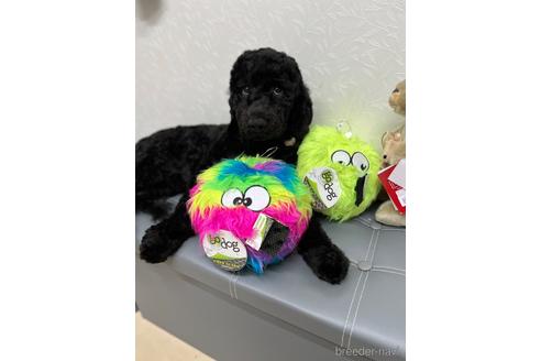 成約済の東京都のミックス犬-175543の16枚目