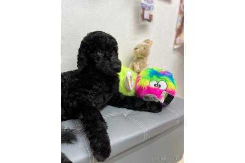 成約済の東京都のミックス犬-175543の15枚目